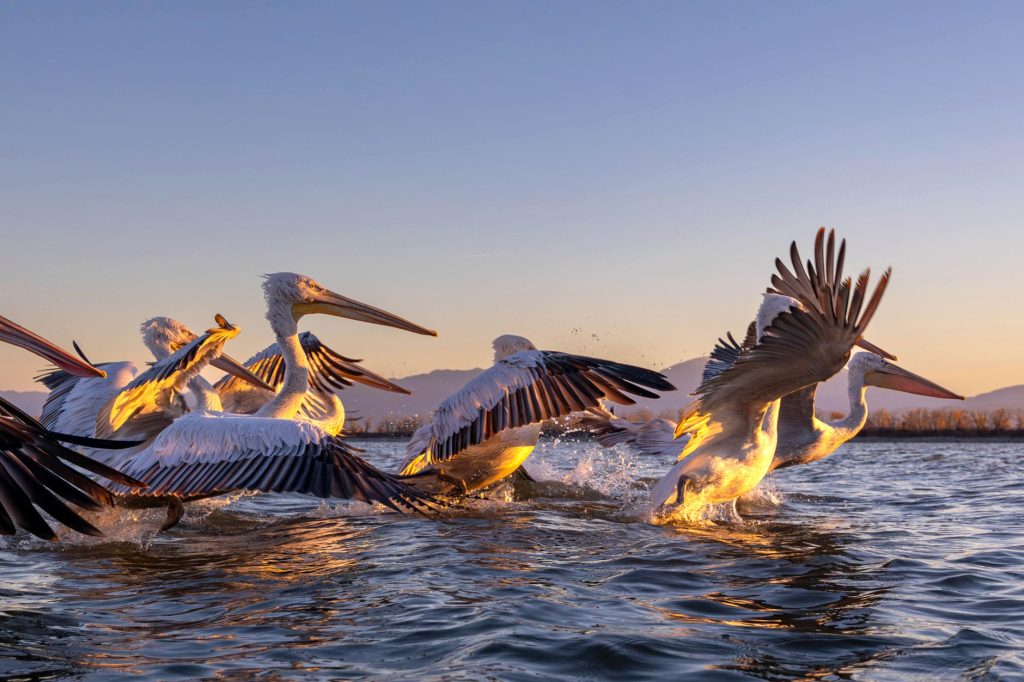Dawn of the Delta