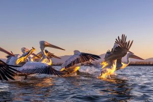 Dawn of the Delta